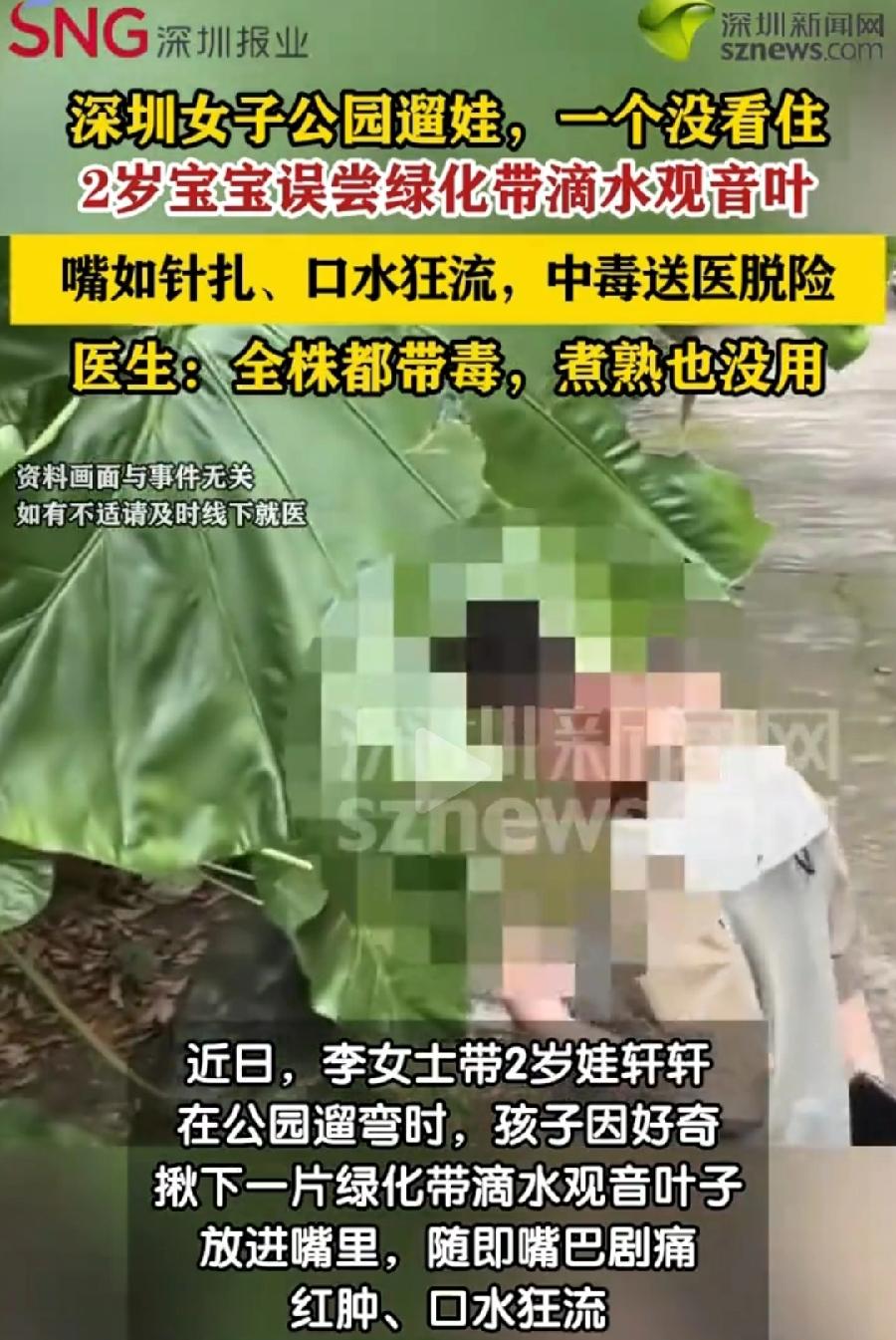深圳2岁男童公园误食滴水观音叶中毒。
杭州男子不信邪故意尝滴水观音中毒。
武汉4