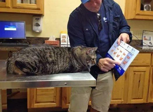 你康康 你是最胖的那种