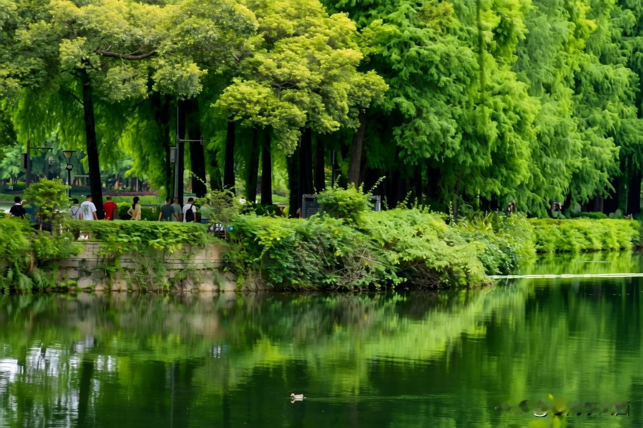 《流花湖晴日寻荷记》
 雨后湖边赏荷 雨后流花湖满目青翠，羽杉绿道鲜润欲滴。
荷