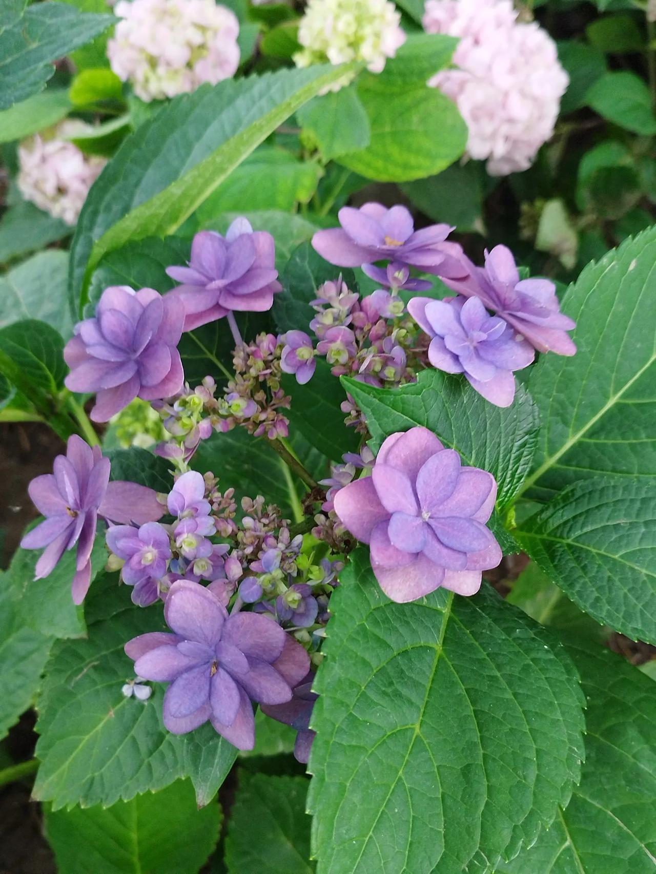 《李耀海诗词》
鹧鸪天·春种
文/李耀海
燕舞莺歌谷雨天，
农人劳作稼春田。
犁