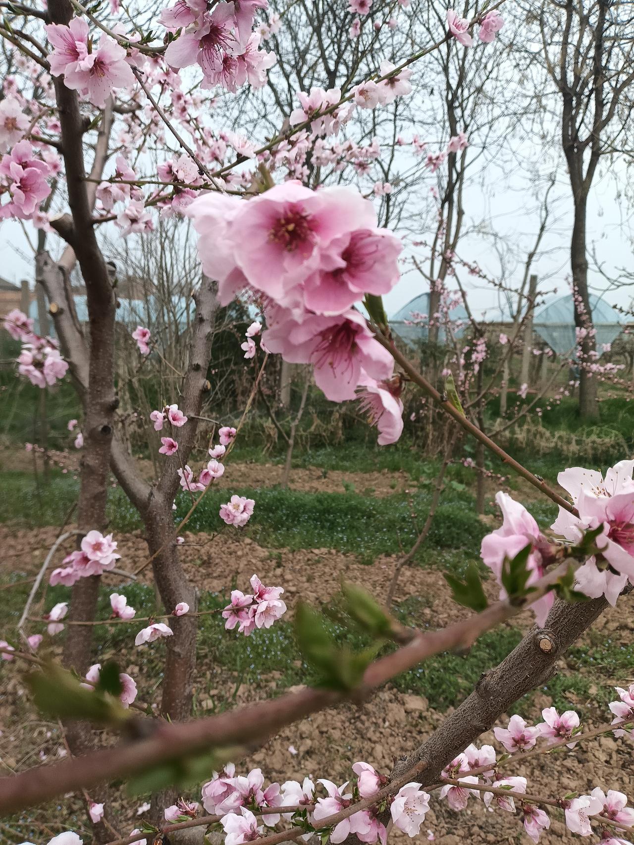 桃花朵朵开
气温回升春暖百花盛开
桃园里的景色很美芬芳
今春雨水好万物复苏快
青