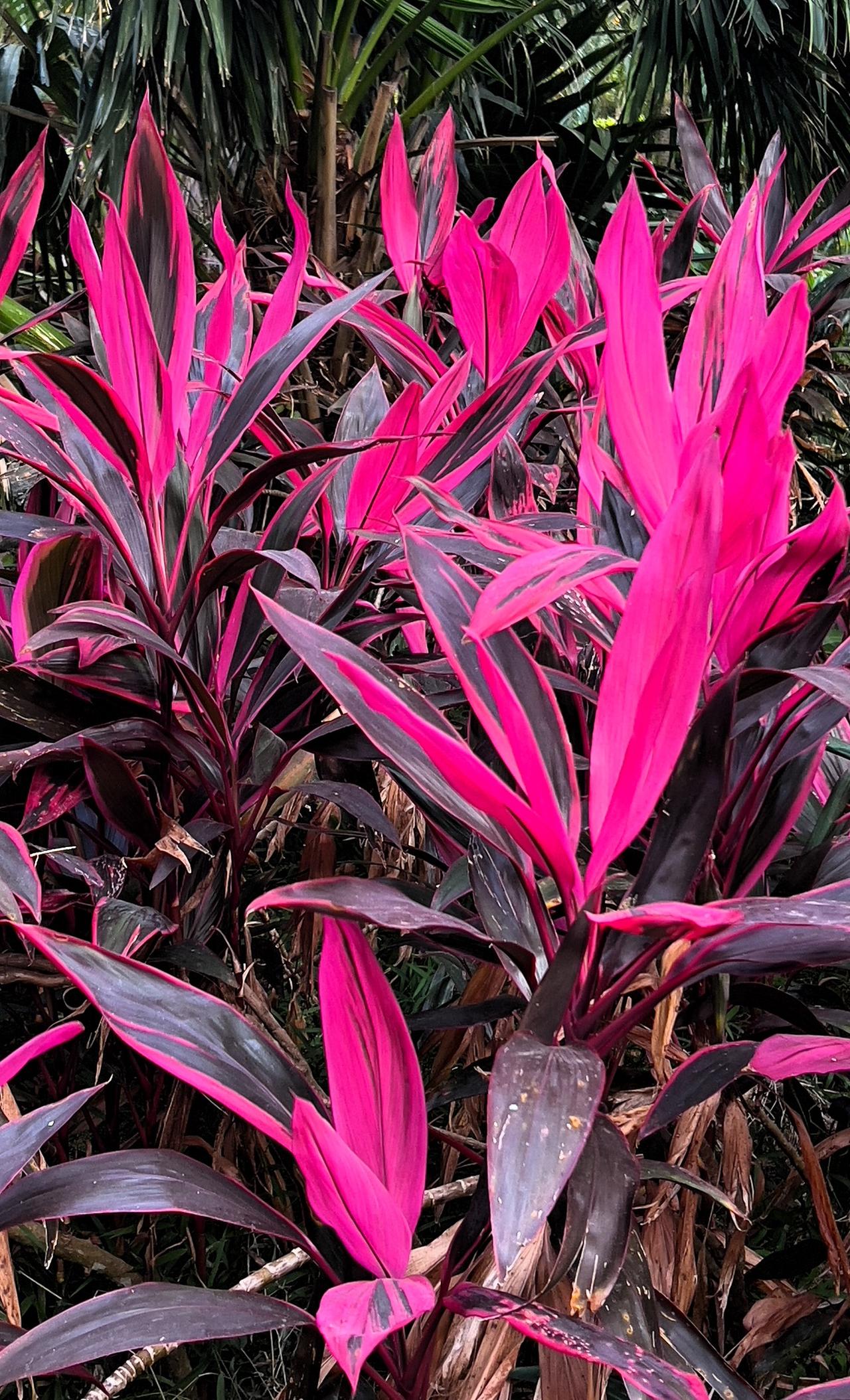 朱蕉：惊艳的紫色叶子，热带植物的梦幻色彩！🌴💜🌿
