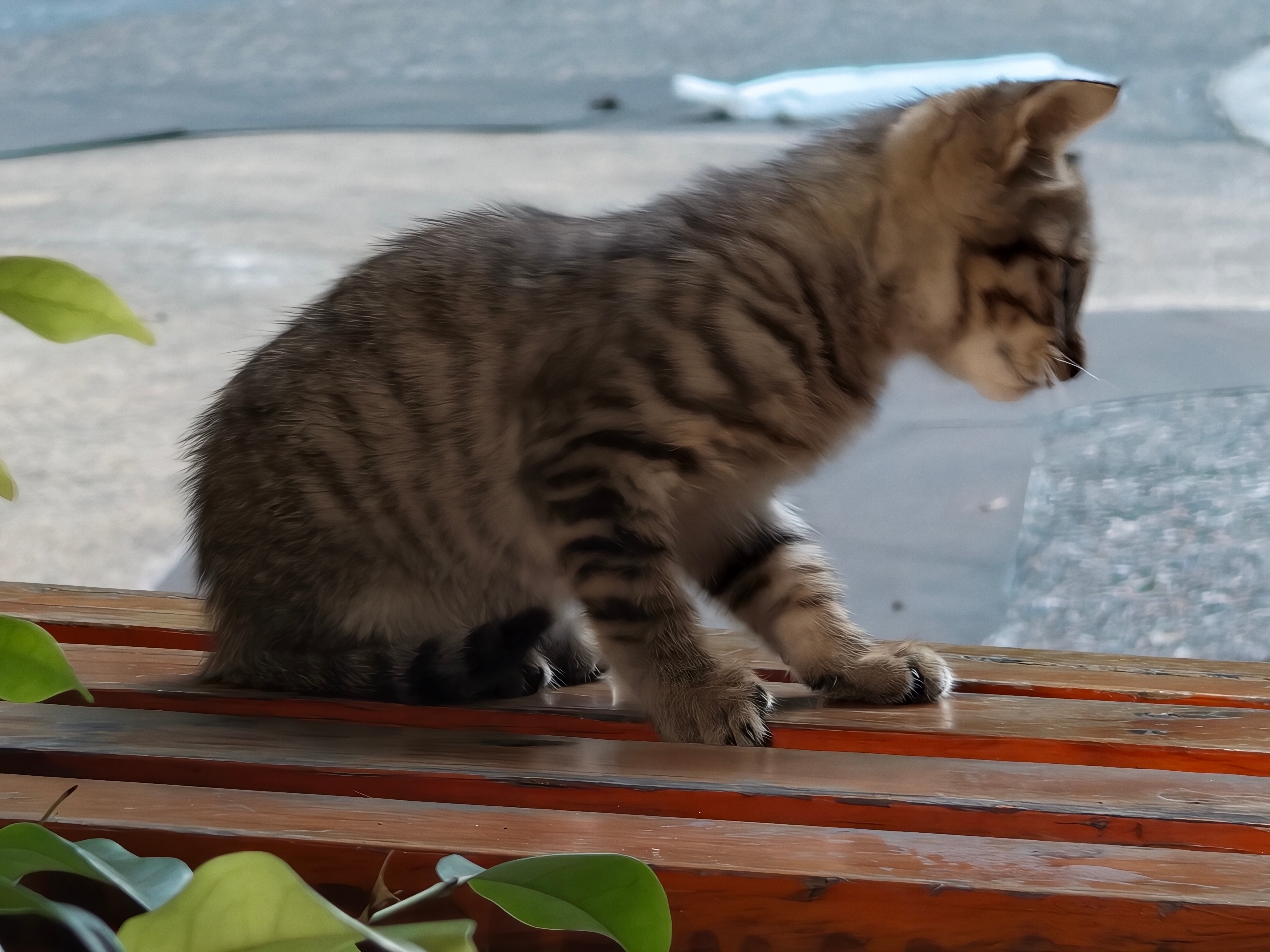 小区流浪猫今天饭点儿有点多，放心，还有没到场的，蓝猫，奶牛，三花都还没来，最新这