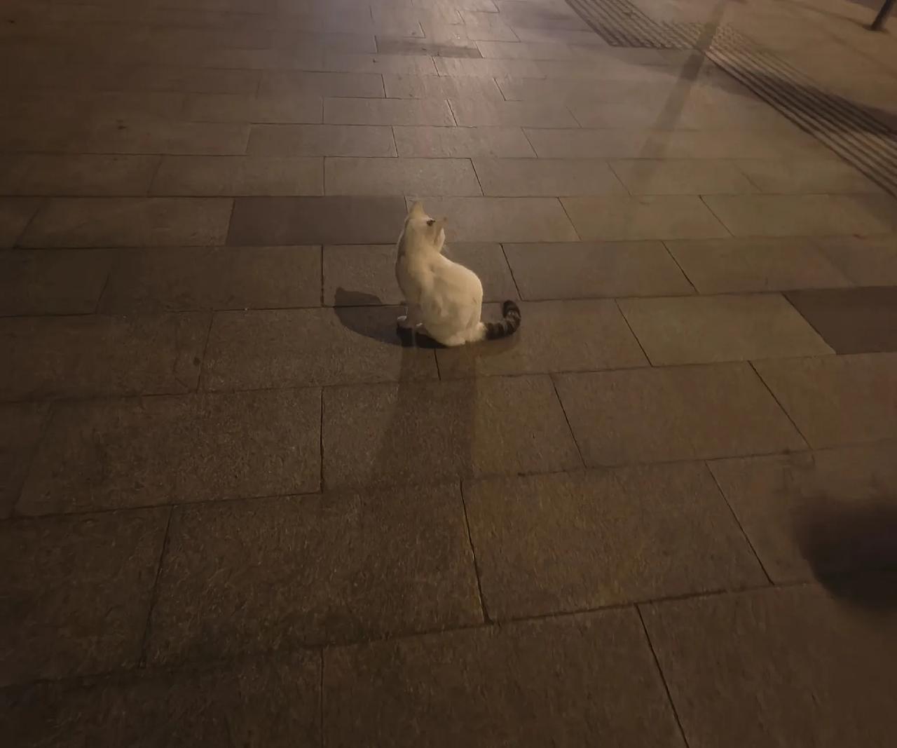 
回家路上的小野猫