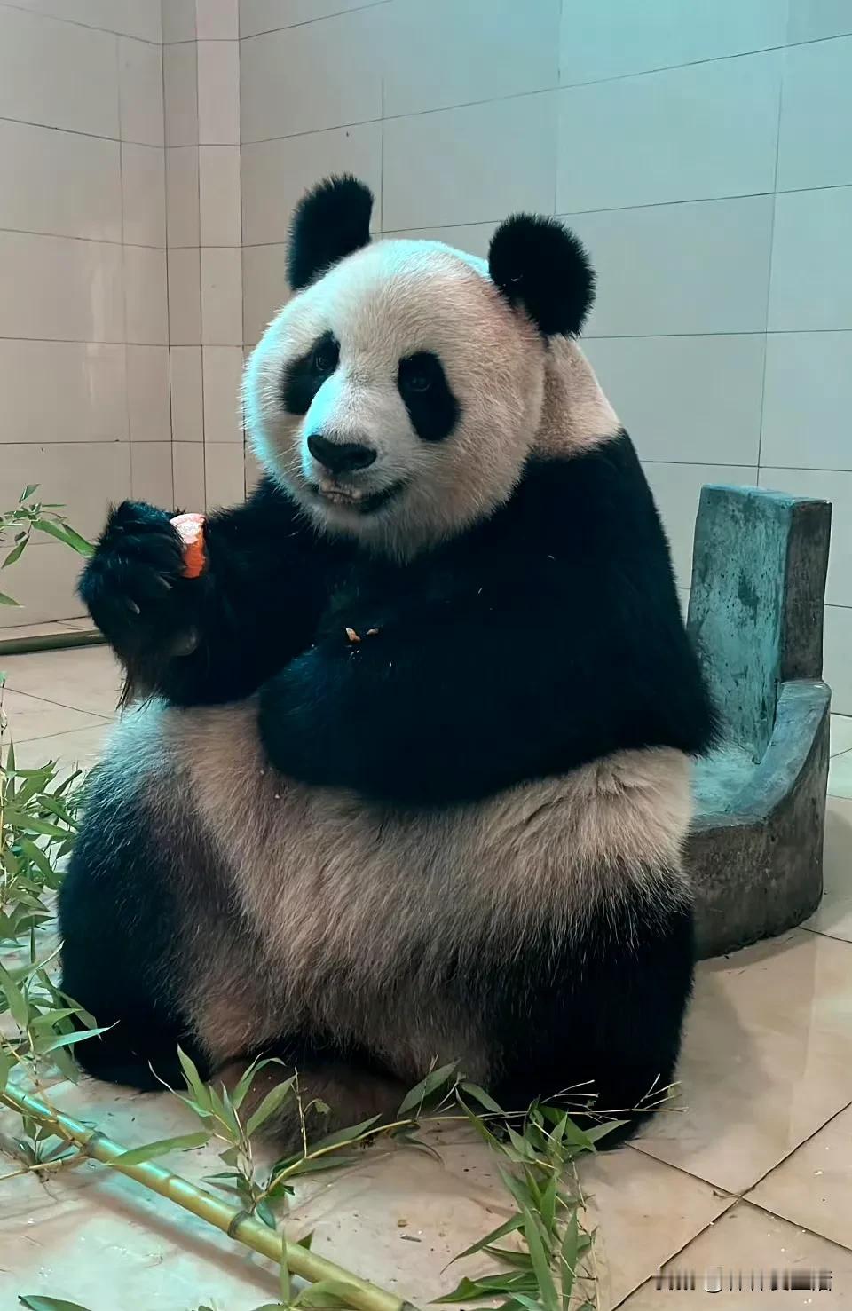 思雪，一个漂亮的名字，一个是漂亮熊猫，人如其名，如今是熊如其名。

不过我对她妈