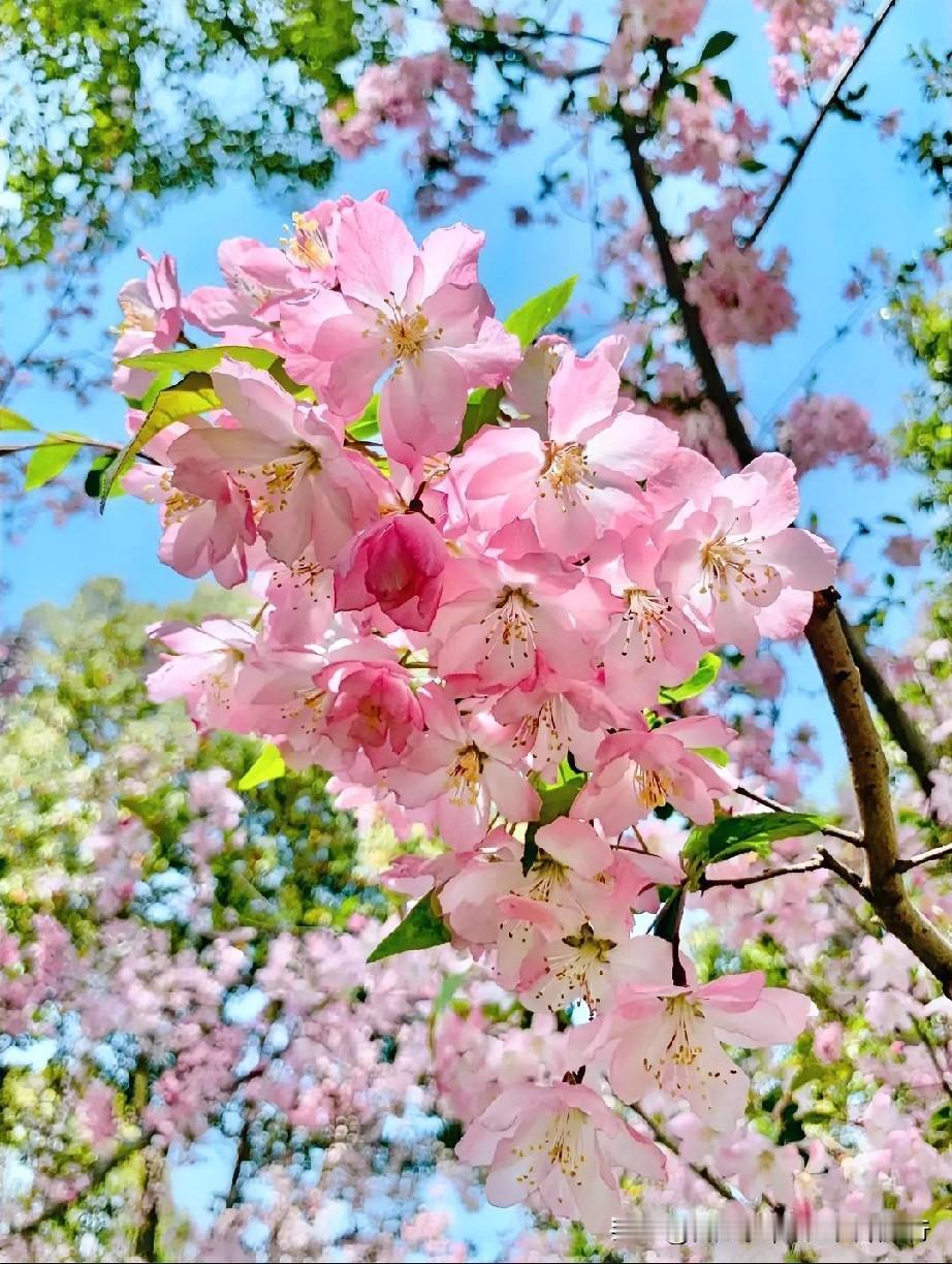 春天的花团锦簇，从不是争奇斗艳，只是顺应时节、自在绽放，默默印证着自然之道里，万
