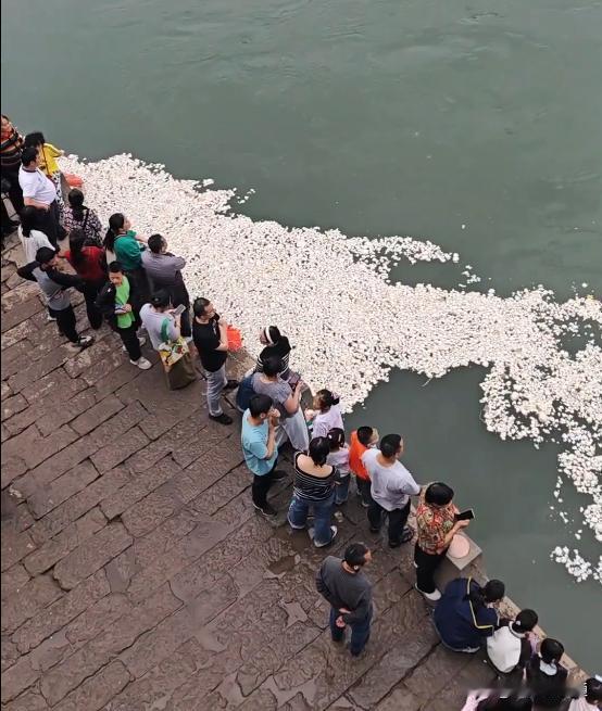 宜宾一江面漂满白花花的馒头，有人一次买25个喂鱼，居民称“鱼都快吃吐了”，当地：