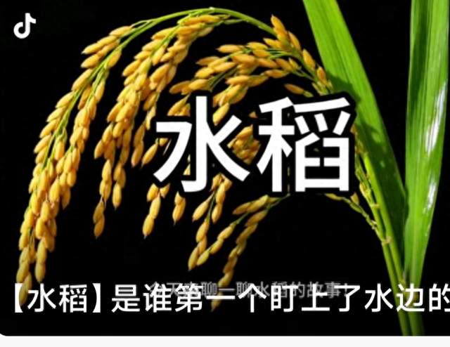 盘古开天之后，五谷杂粮从何而来？