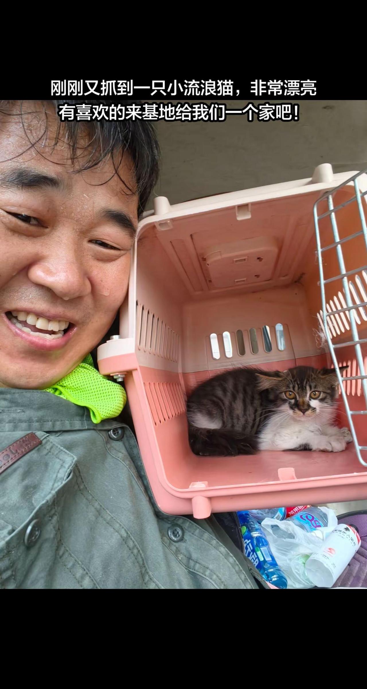 非常亲人好看的一只田园猫，刚刚抓到！收养救助流浪猫 收养流浪猫咪 流浪猫咪收养 