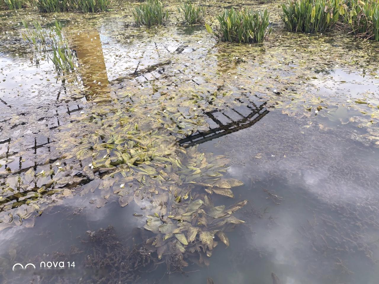 随着城市化推进，想带孩子捞鱼摸泥鳅越来越不容易。
周末到昆明宝象河边上的西亮塘公