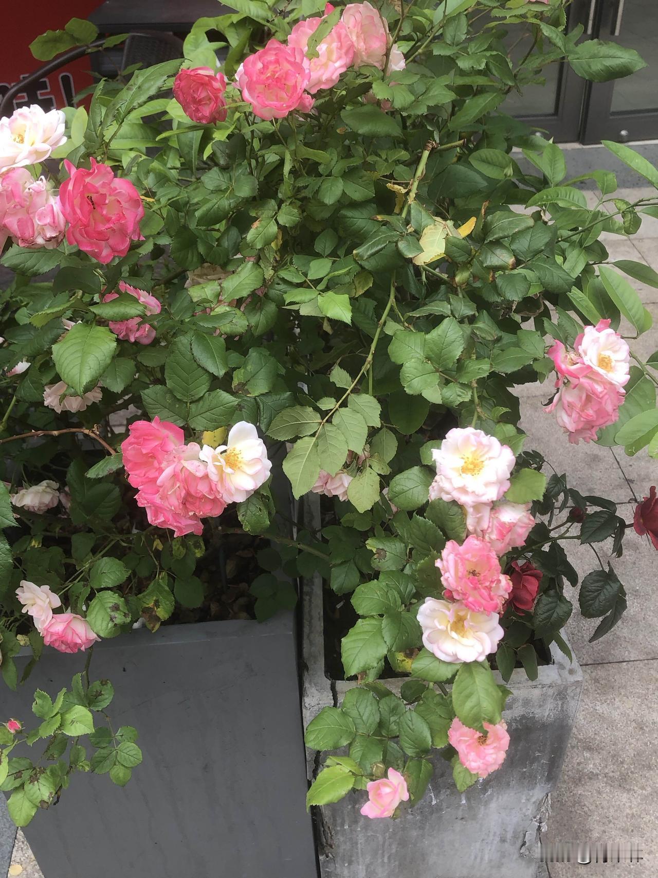 今天早上在步行街散步时被这几盆花绊住了脚，橙黄、粉白的月季花、淡紫铁线莲悄悄探头
