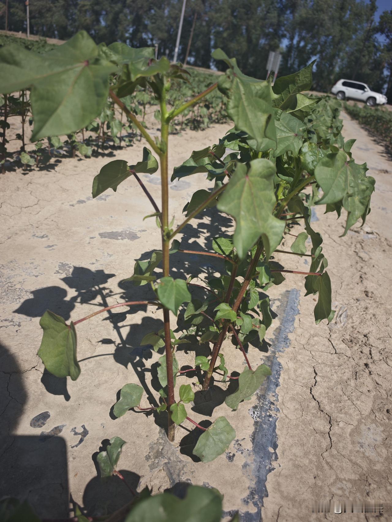 参加真心话茶局本是超惬意的事儿，一群好友围坐，抛开伪装袒露真心，那氛围想想都棒。