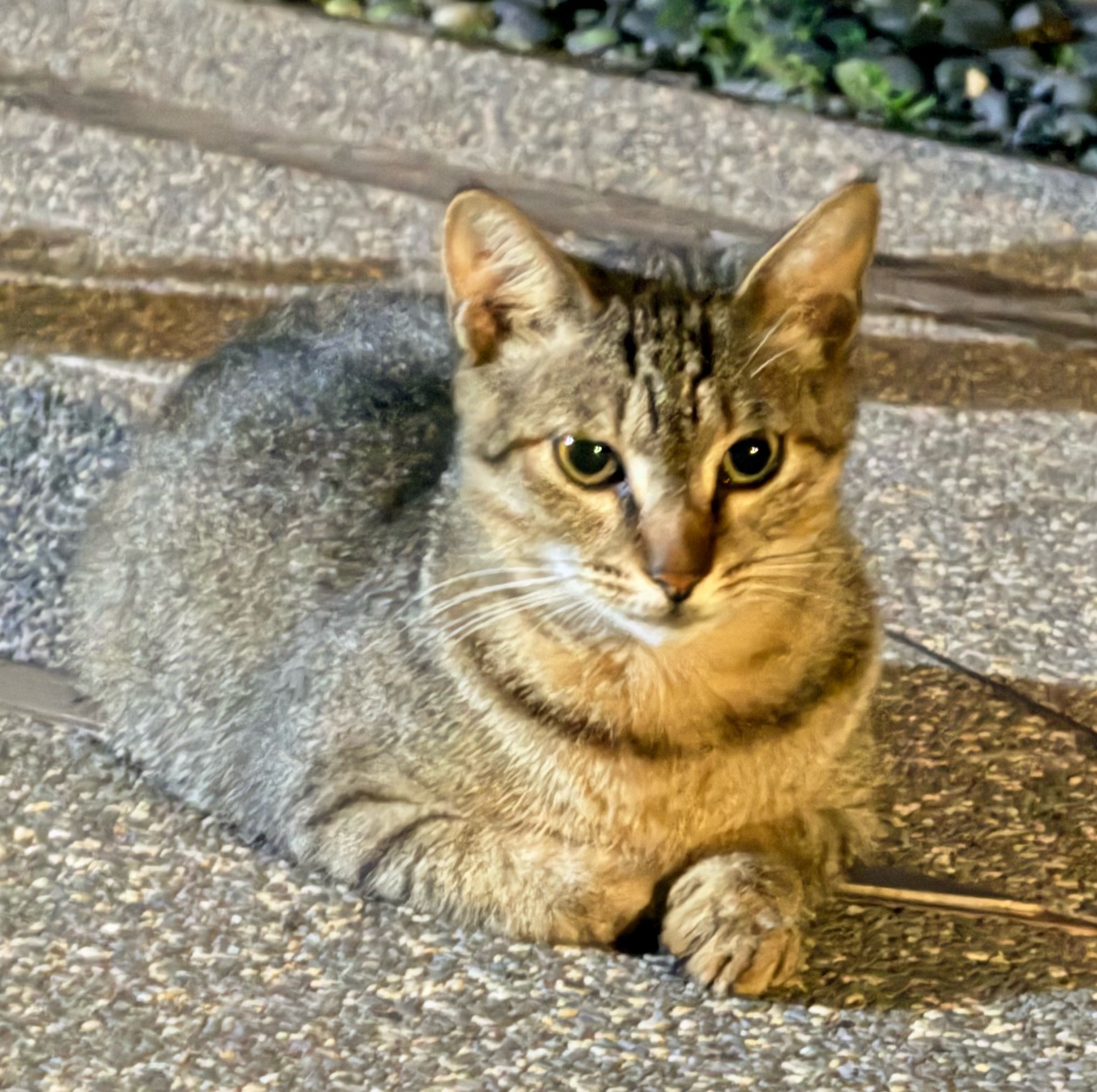 小区的猫 每次我没带粮的时候就能碰到 带了就碰不到 今天找了一下以为又碰不到了 