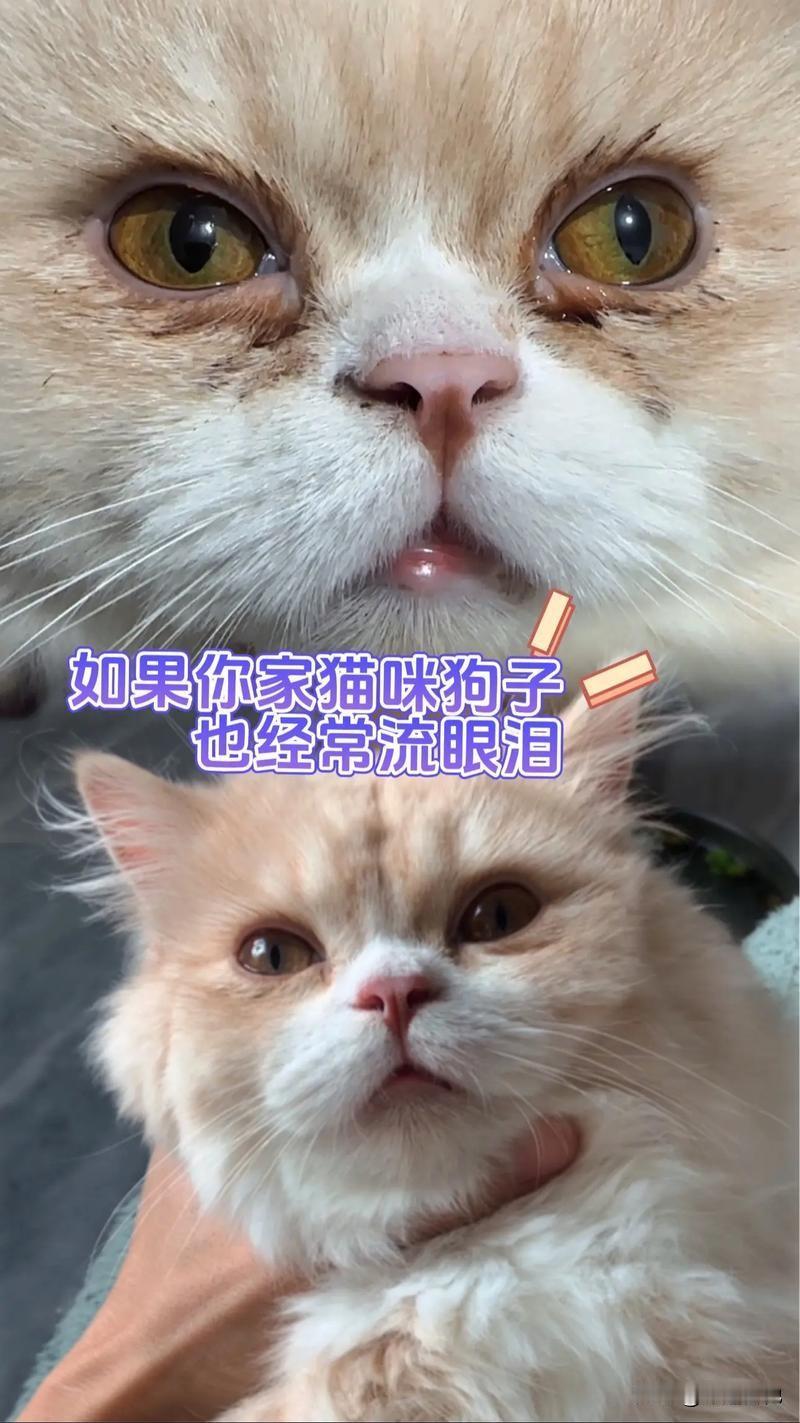 一群人天天
围着小猫小狗
大骂？
而一群小猫小狗
默默无语
两眼泪
到底谁不文明
