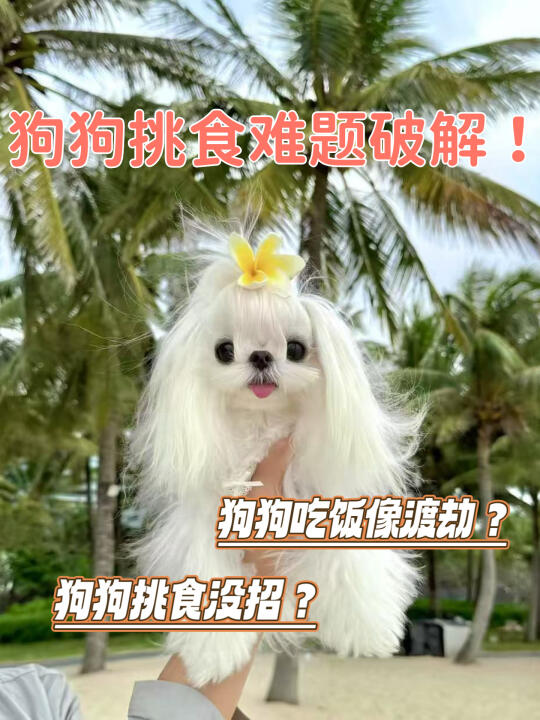 我家“挑嘴精”的逆袭，全靠这袋狗粮！