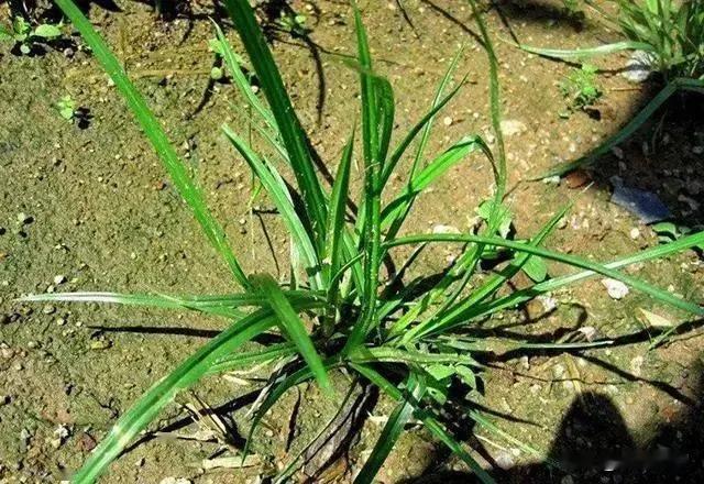 深耕沃土方能根除“杂草害虫”
 
庄稼汉都知道：土壤长期疏于打理，杂草害虫势必丛