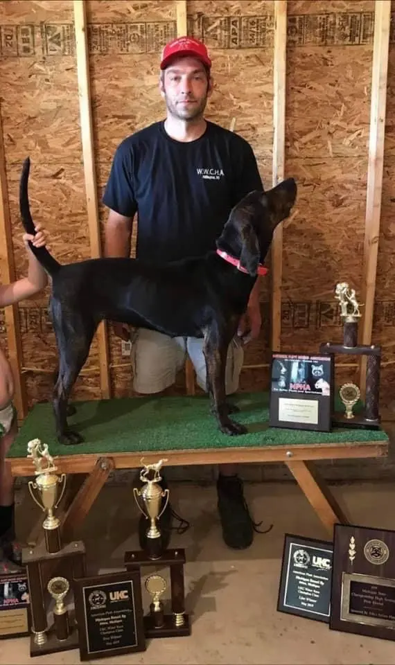 UKC 密西西比狩猎冠军（Karen）。2023获得夜猎冠军🏆🏆。...