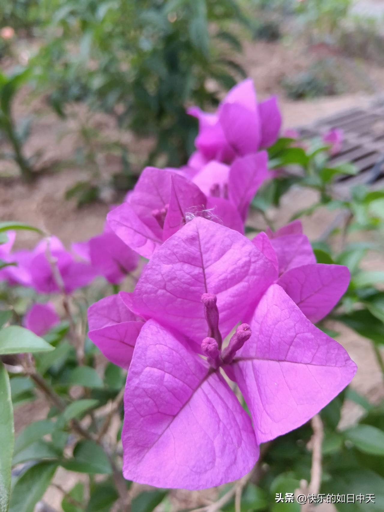 十二生肖命里缺啥？
1. 鼠：属水却缺火，缺火的人容易对人冷淡。
2. 牛：属土