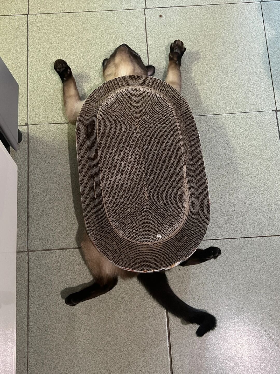 好好的王八怎么变成小猫了[doge] ​​​