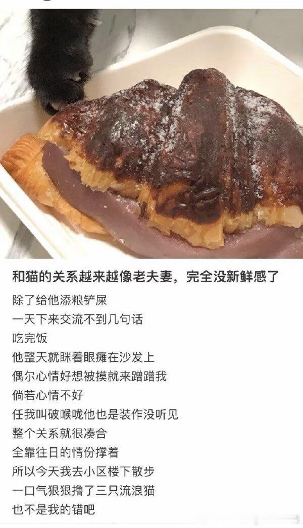 猫大了，不好骗了 