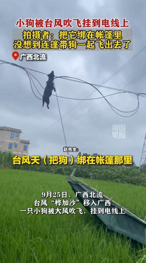 “悲剧还是发生了”9月25日，广西北流，一男子台风天气将宠物狗拴在帐篷里，大风将