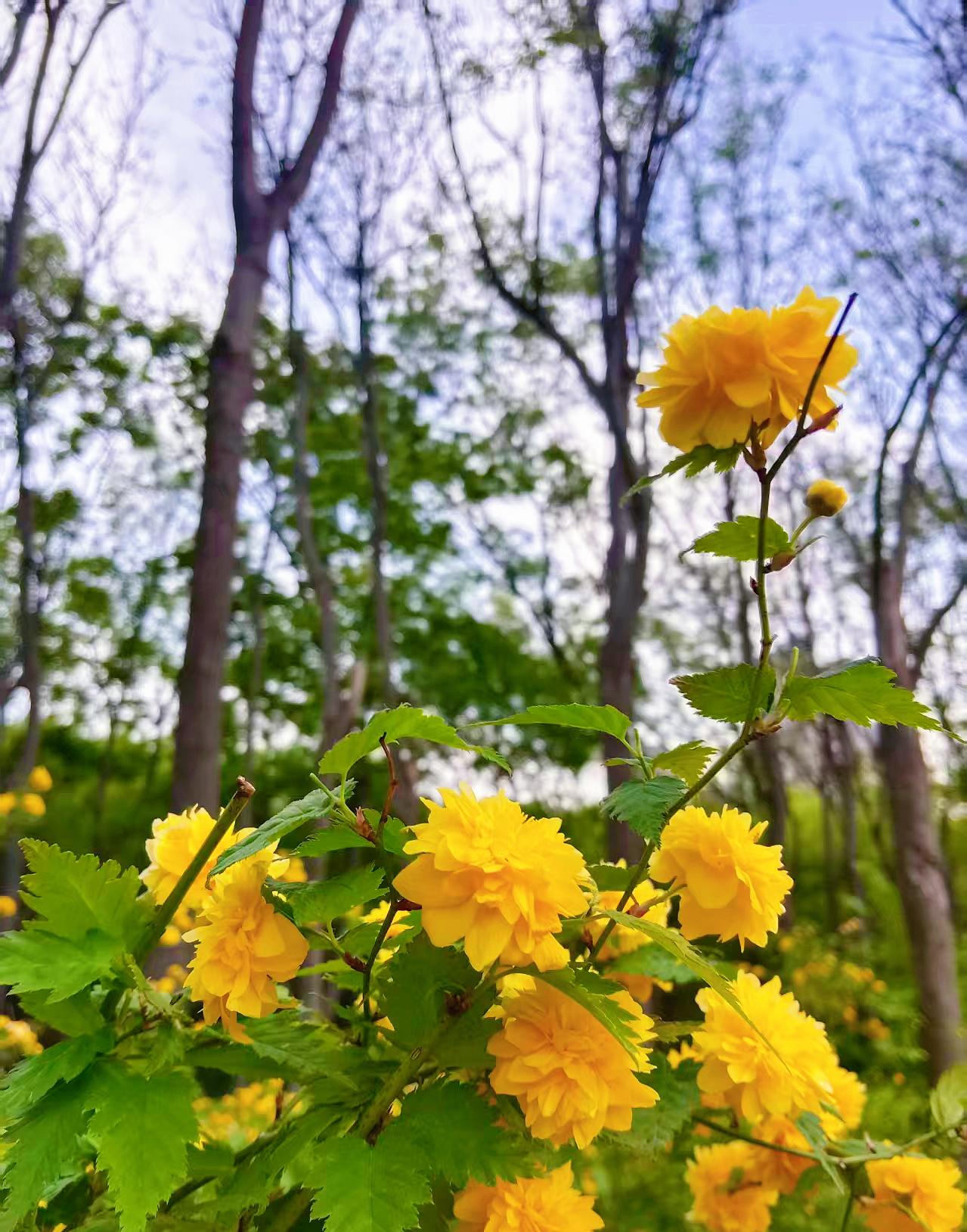 你们当地“傍晚”用方言怎么说哈哈哈哈哈！我的这叫“轰上”