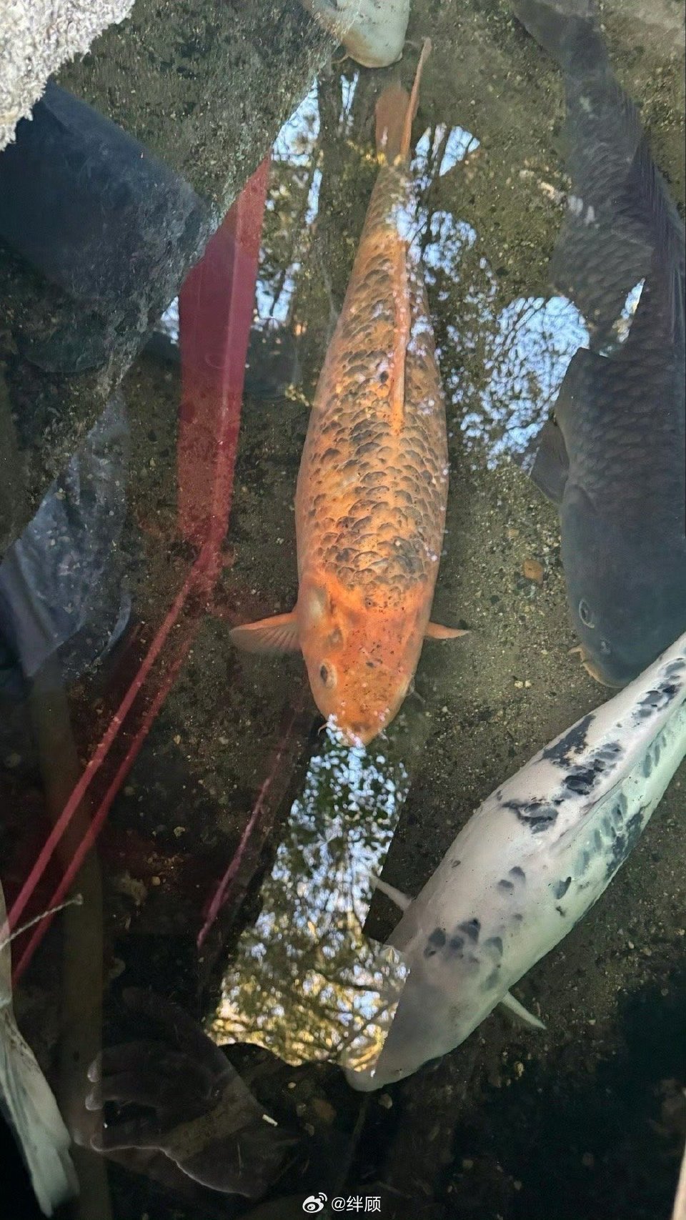 点赞这条锦鲤，近期会有好事发生🙏 