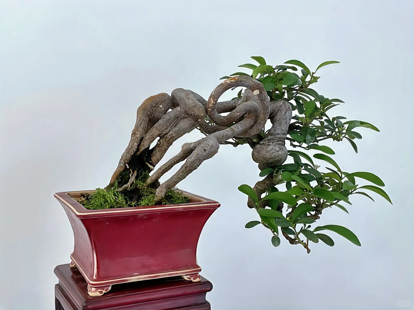 数了数～结了59颗小金豆子～