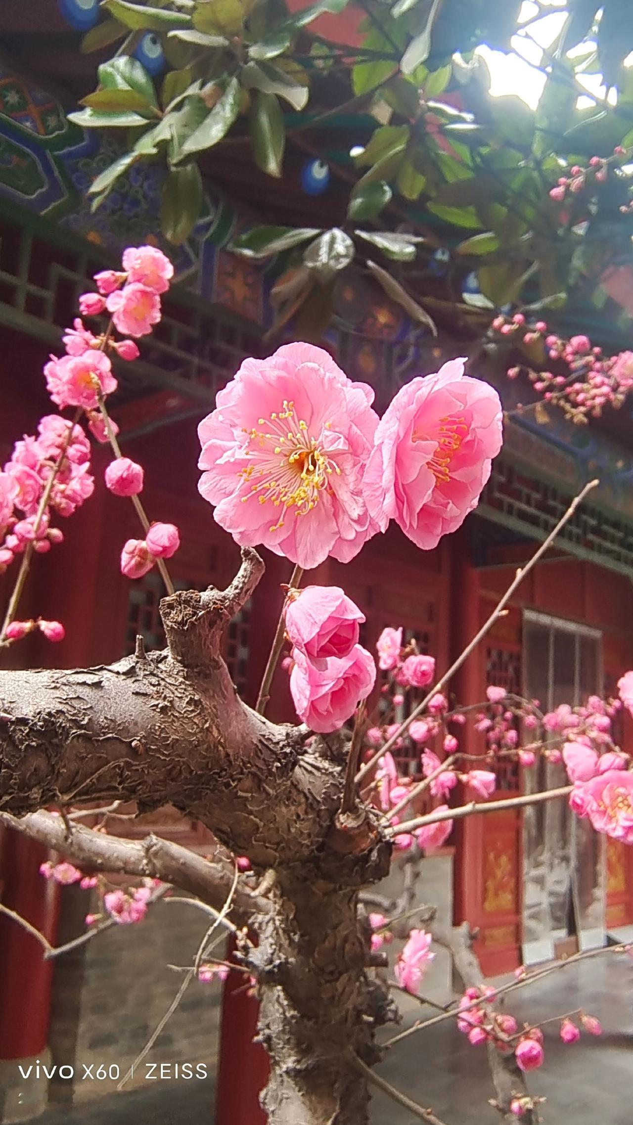 看见音乐 阳春三月春暖花开