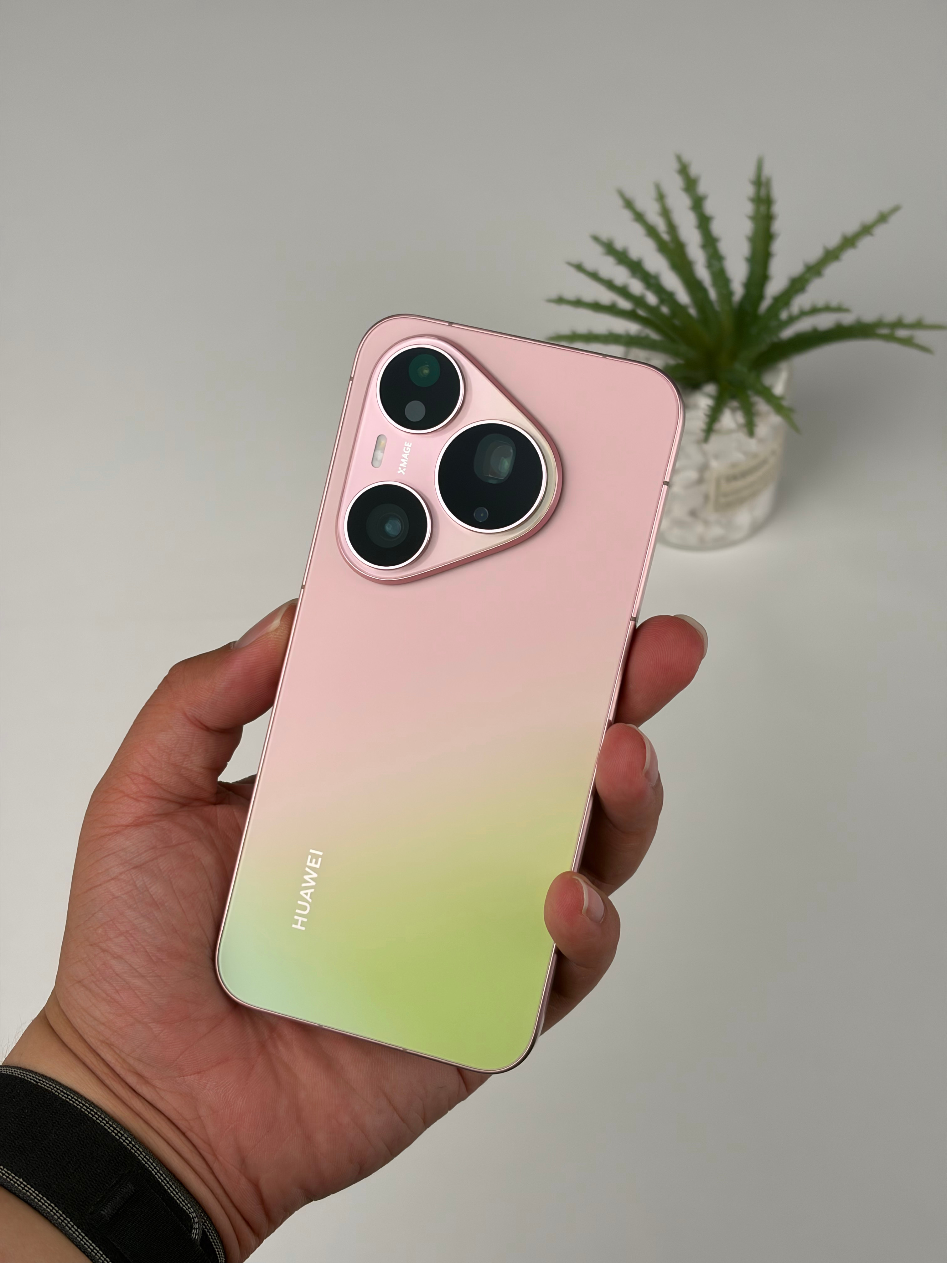 我叛变了，我觉得粉红芭乐更好看