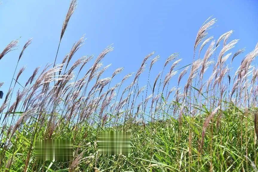 【秋日浪漫之花，藏在教科书里】“蒹葭苍苍，白露为霜。所谓伊人，在水一方。”这诗句