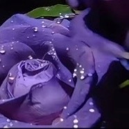 每日一善💜月尹星邱兔种植笔记｜紫色玫瑰花 0000紫色玫瑰花的颜色介于浪漫与神