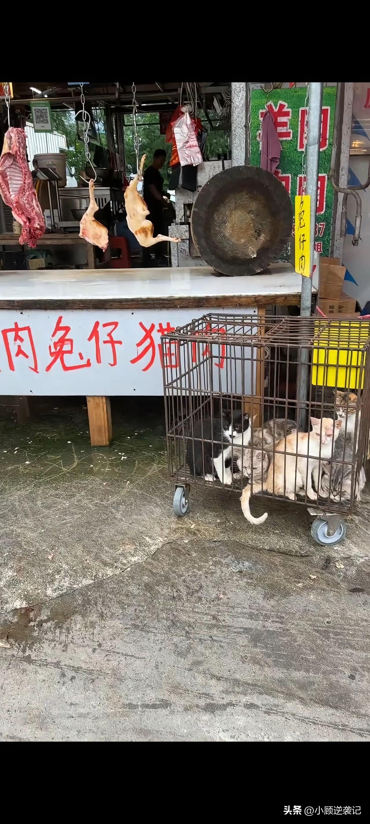 广西钦州。发生一起令人气愤的事件。某老板为吸引顾客，竟然把流浪猫放在铁笼中售卖。