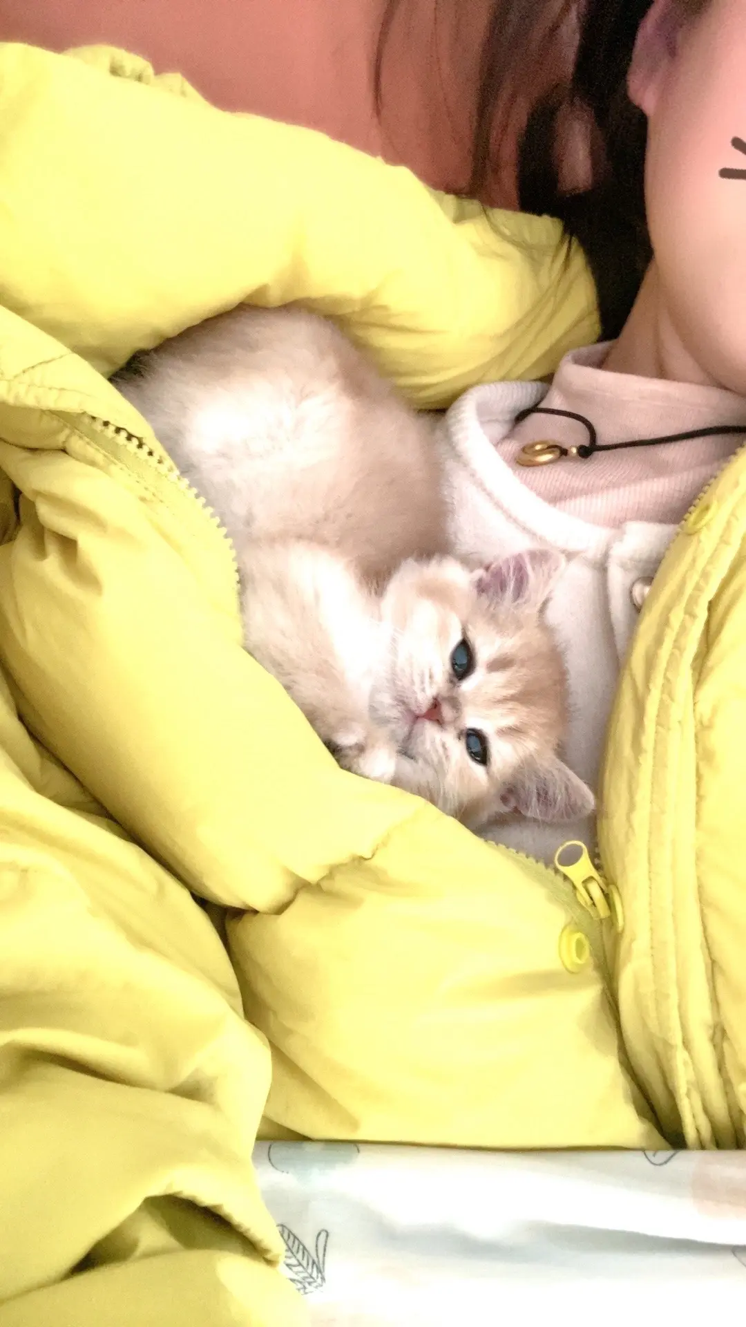 猫猫真的好像个小宝宝