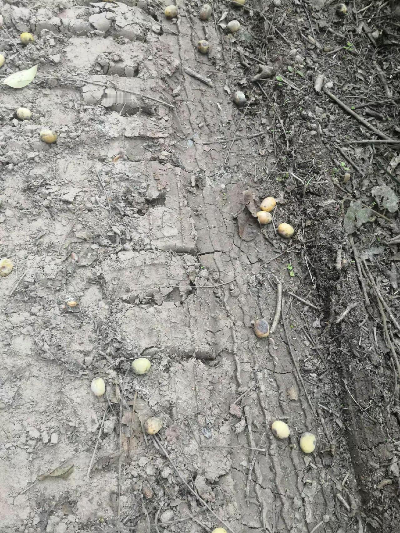 多少人记得儿时的时光？老家的山坡上，很多的酸枣树，吃起来苦甜而有嚼头，看见，酸枣