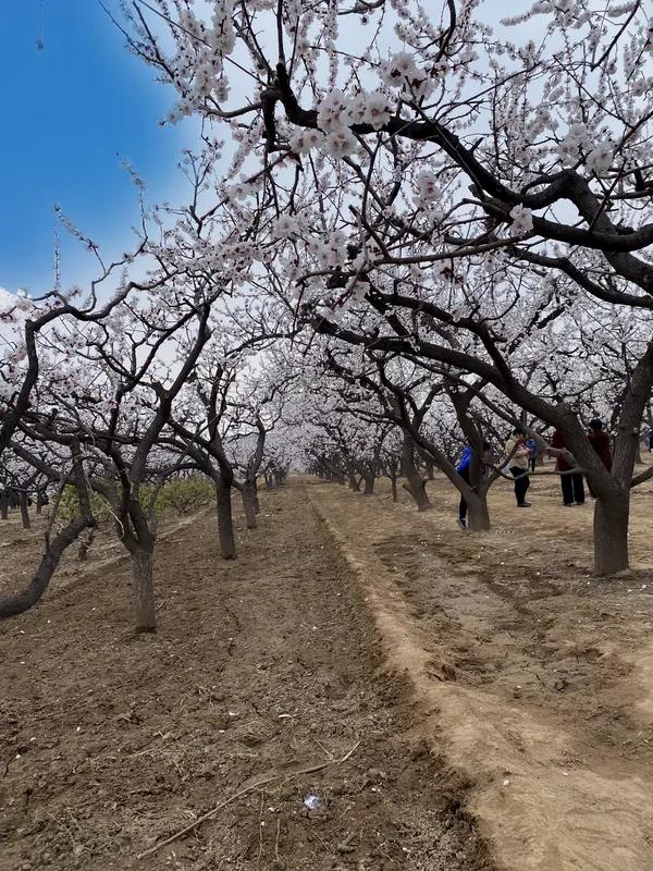 上联：杏花村里看杏花；
下联：山楂树上摘山楂。