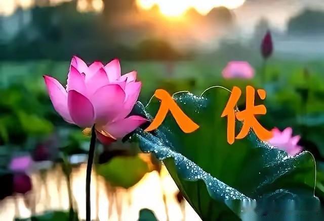 老祖宗传下来的话，是真毒啊。
说今年的三伏天，是个“母伏”。
7月15号开始，整