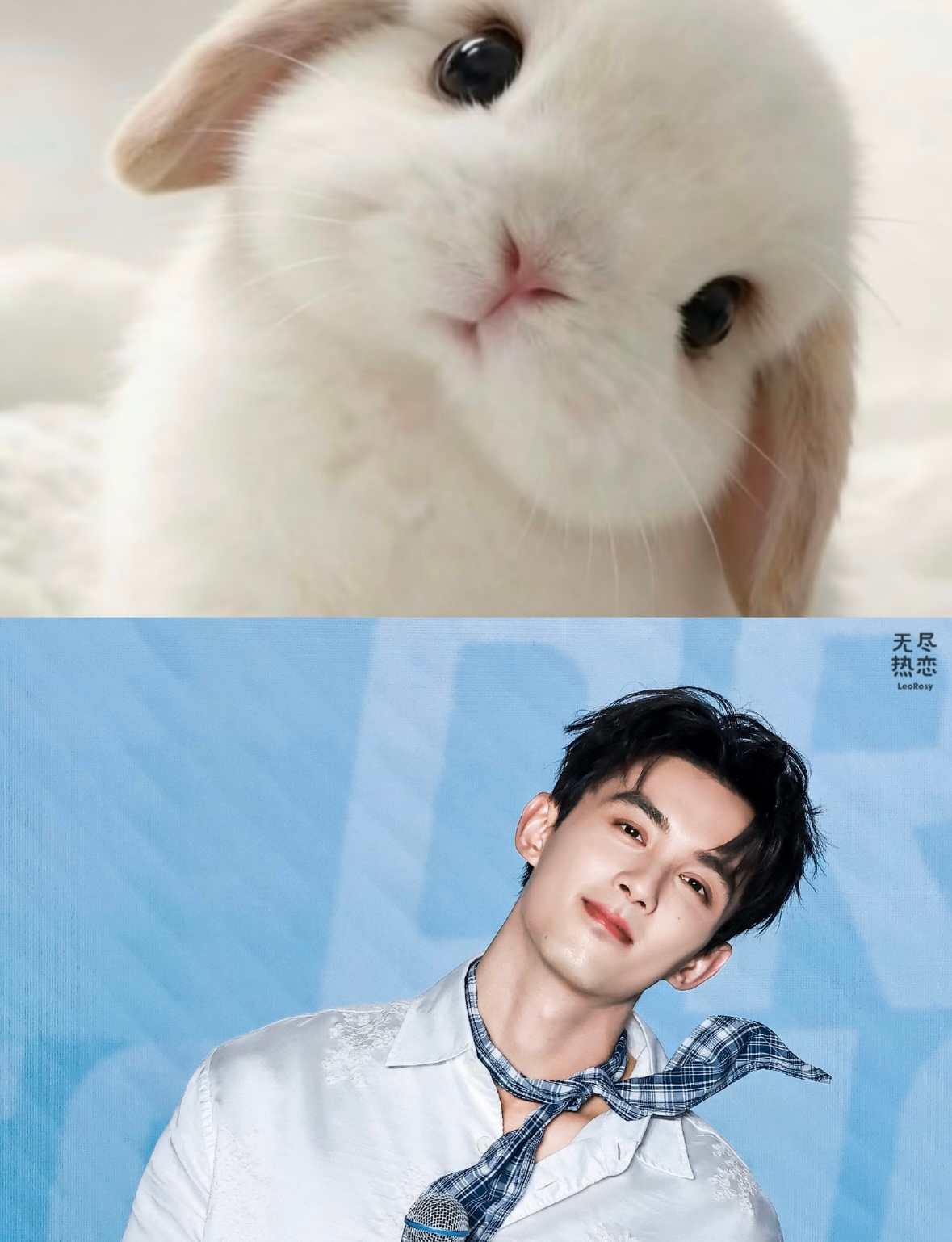 世一可兔塑夫妇🐰 