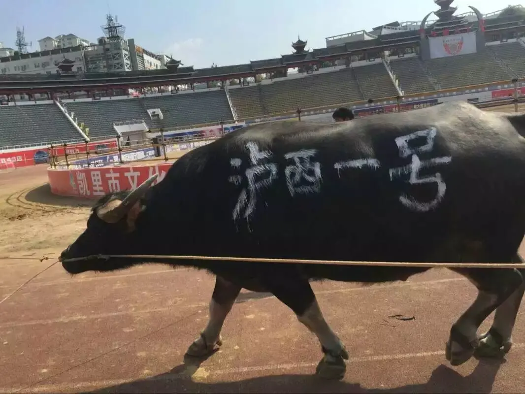 斗牛视频 泸西一号牛王