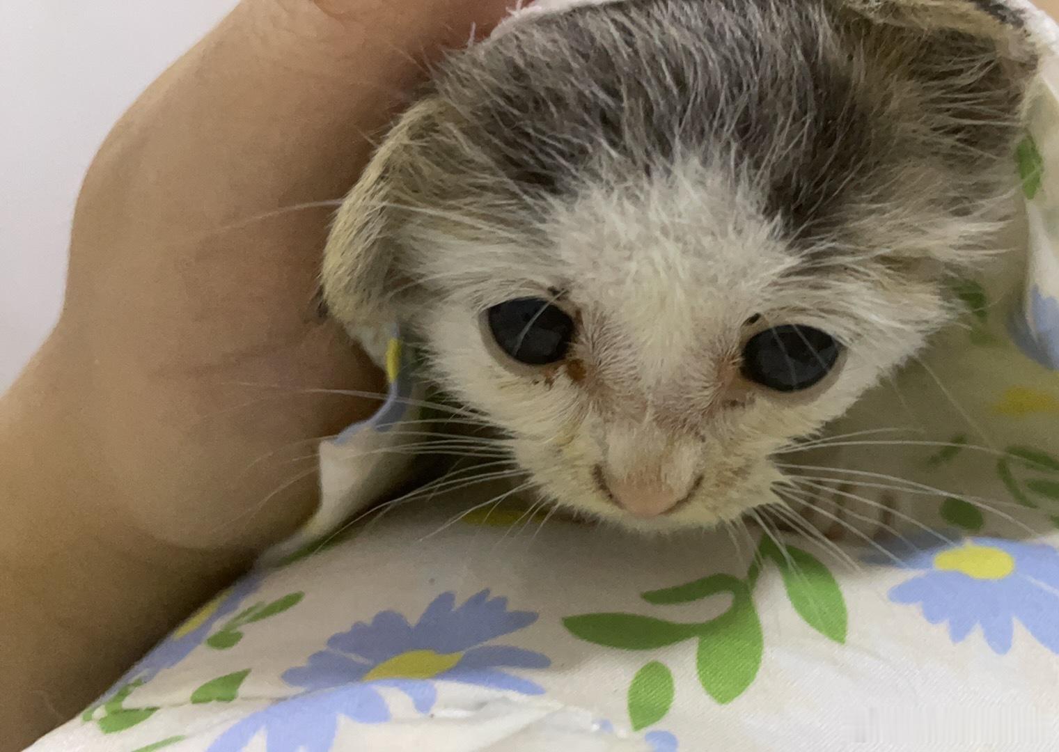 小猫住院看到主人后眼睛都亮了我家刚带回来的小猫咪，每次看到我眼睛贼亮，因为现在把