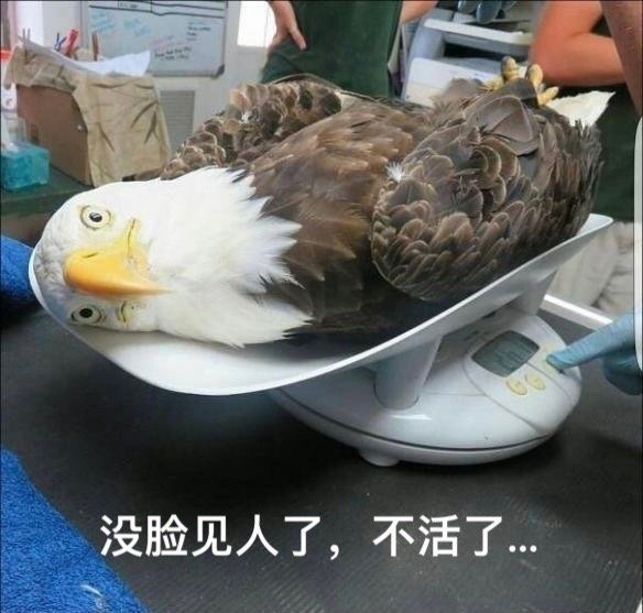 斩杀线让我们看见美国社会底层，萝莉岛让我们看到美国社会顶层。总结：可见美国有多黑