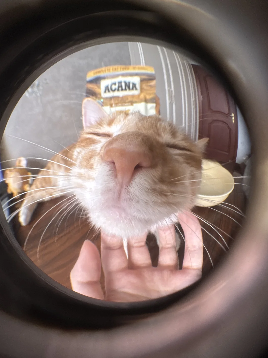 猫每天从500平米的大床醒来