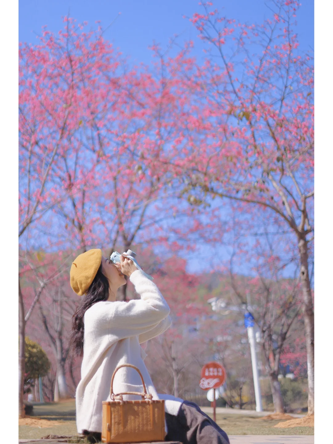 广州樱花开啦🌸 太美啦‼️谁能拒绝满屏粉🌸