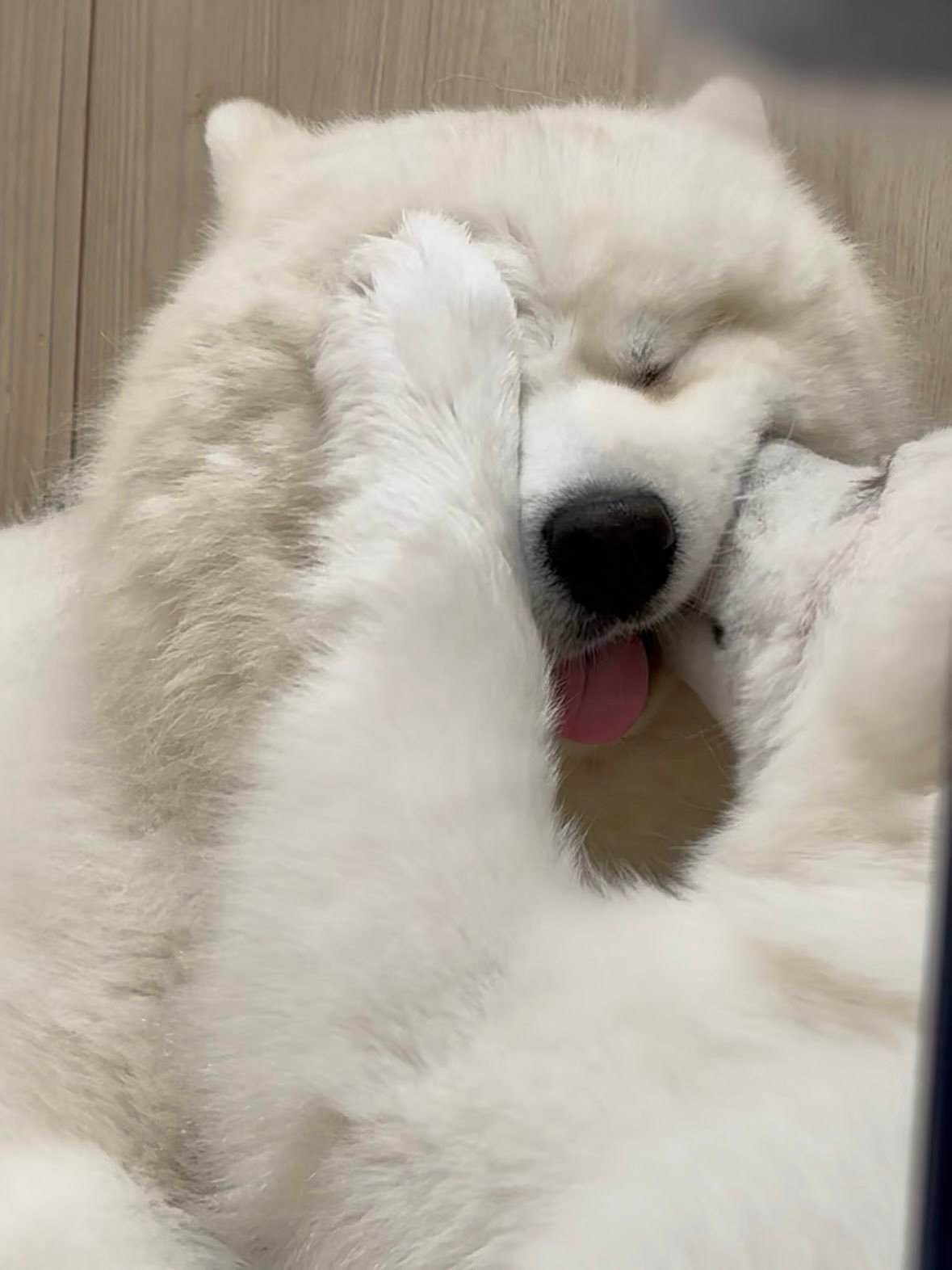 萨摩耶 被喜欢的人亲了一大口的你be like⬇️甘之如饴的小舌头呀~~抑制不住
