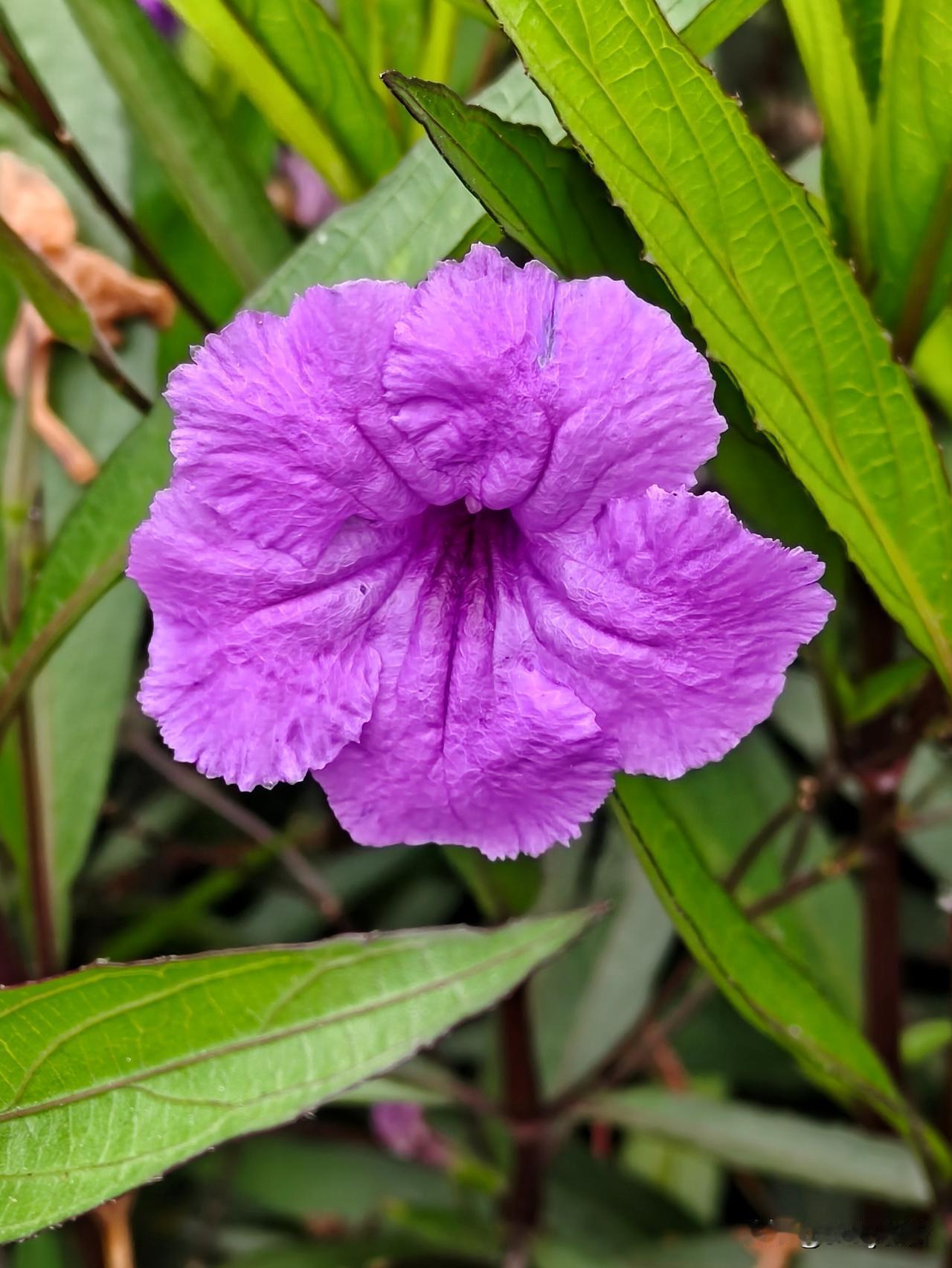 七律·蓝花草
翠叶牵风映晓光，蓝英袅袅绽篱旁。
朝开暮落心无改，暑盛秋深韵自长。