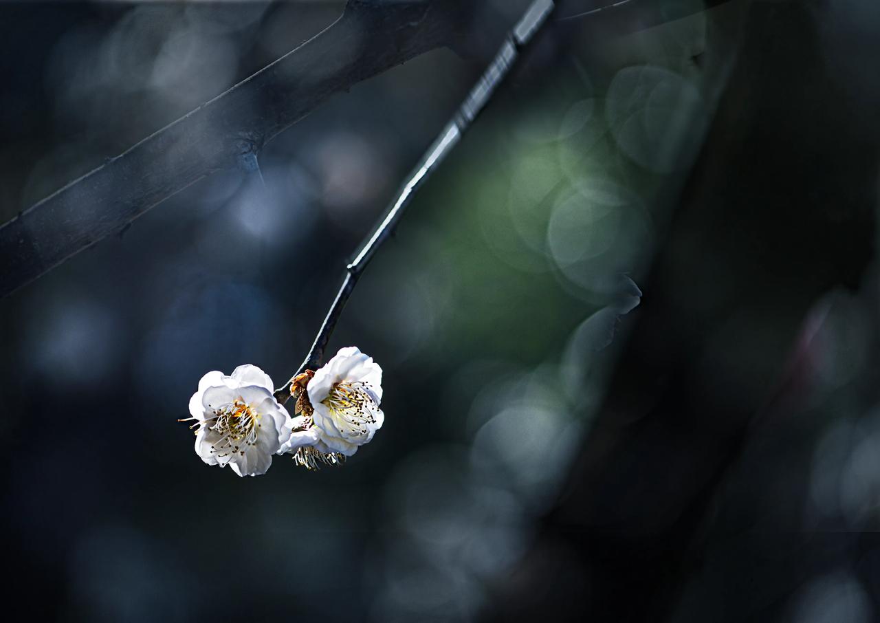 热爱花草，分享一组梅花图片