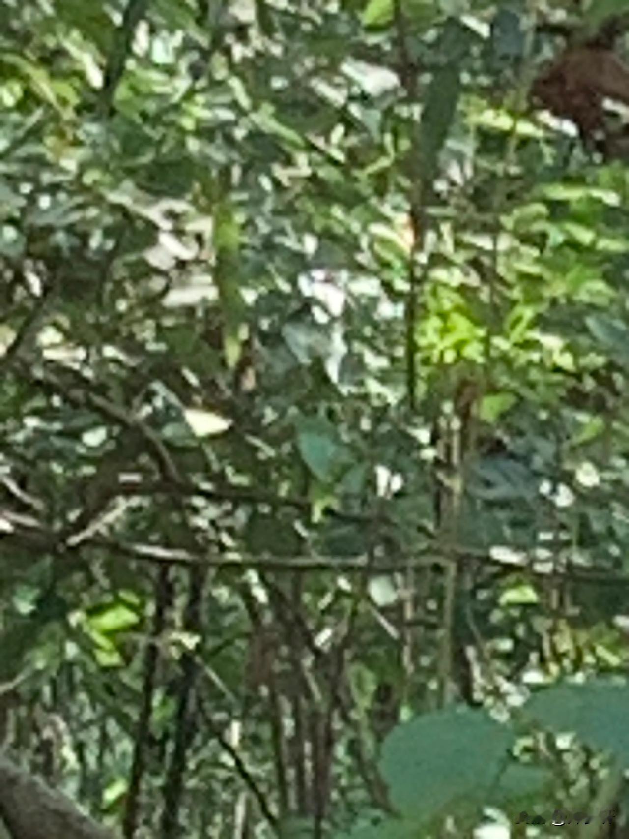 木兰花（玉楼春） 秋收乡行
张华兴（山西）
       太行吹了秋风曲。漳水翻