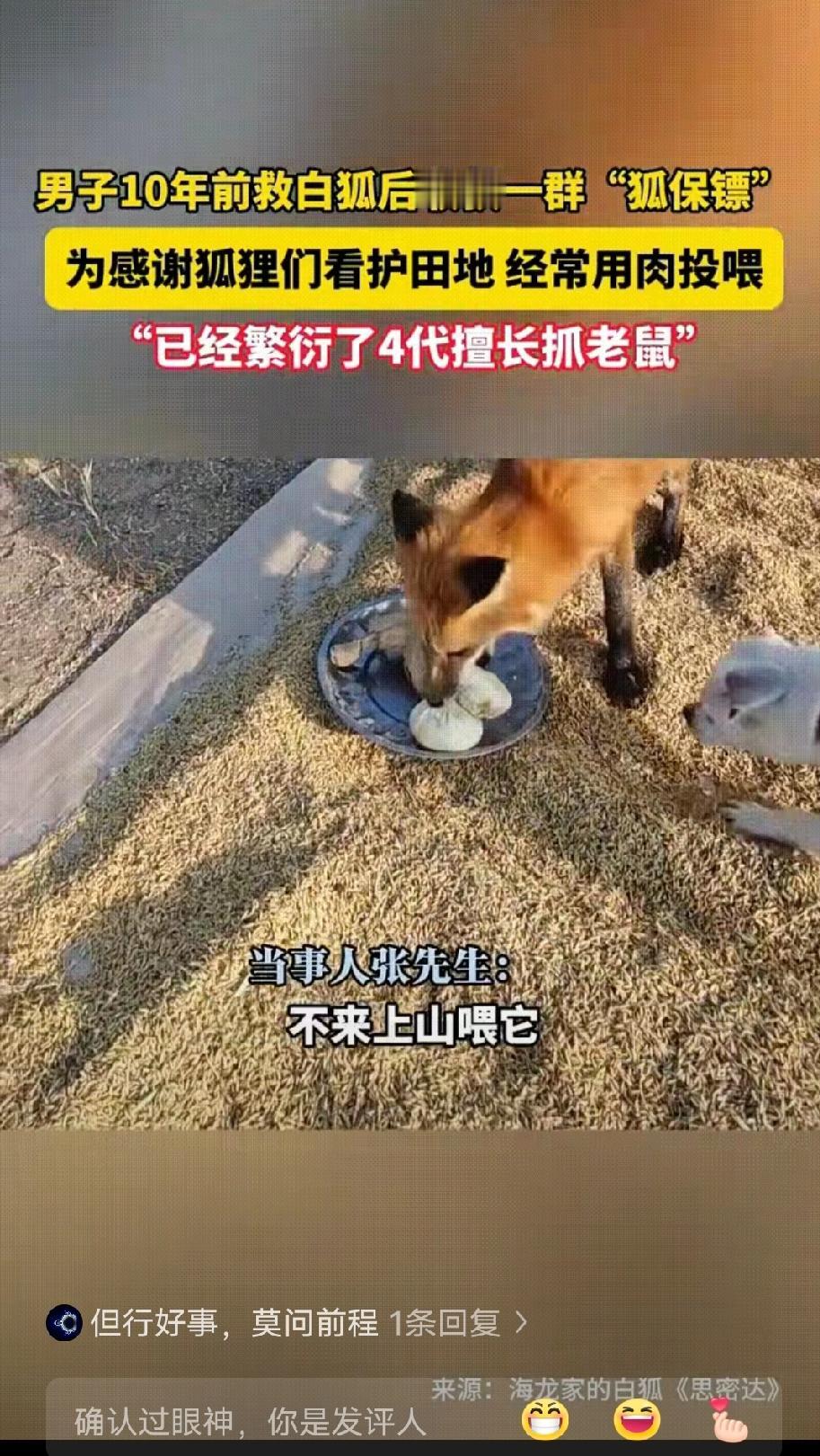 谁能想到十年前随手救的两只白狐，

能成自家稻田的“守护神”？黑龙江五常的张先生