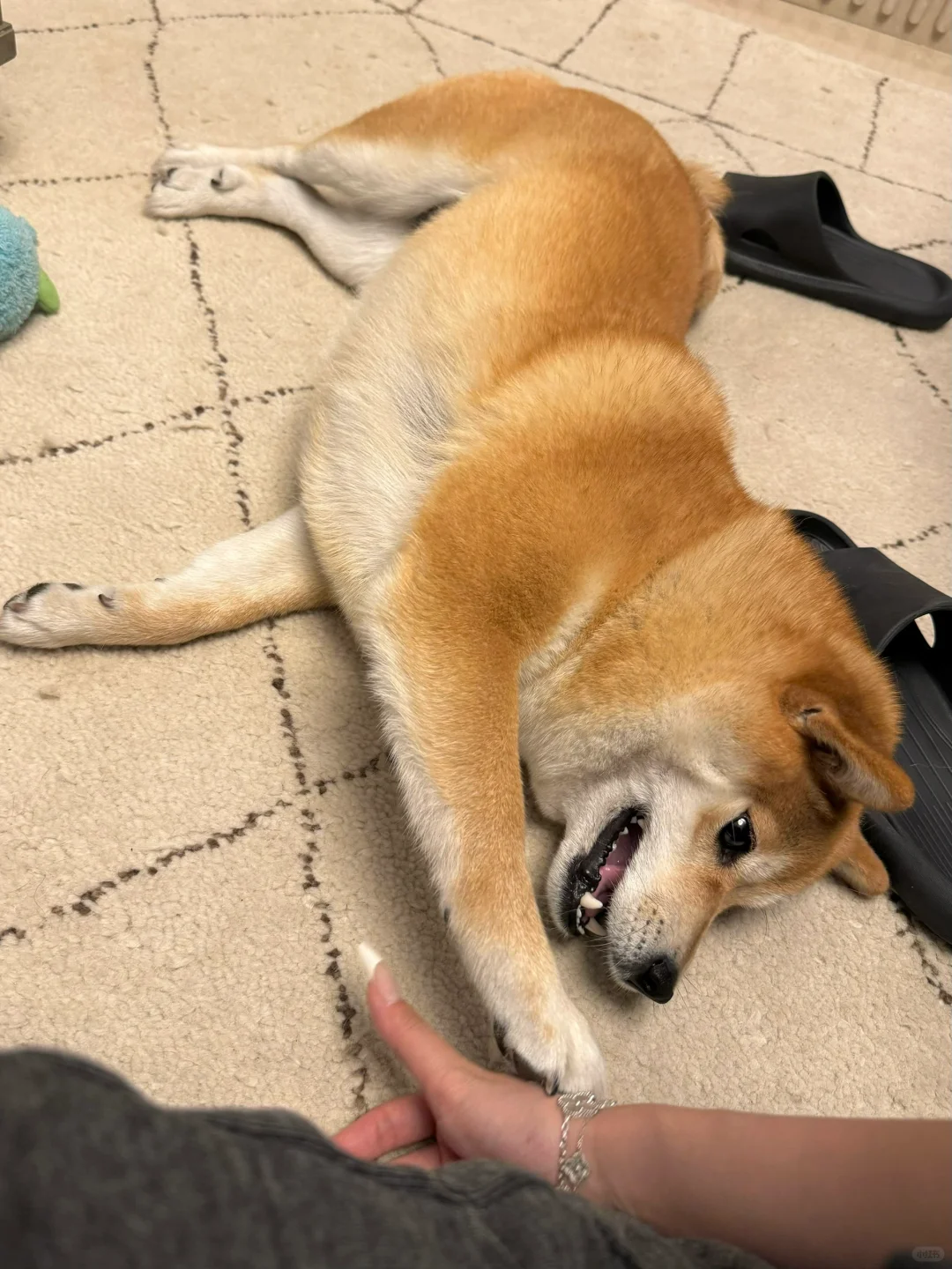 已躺好，开摸吧！
