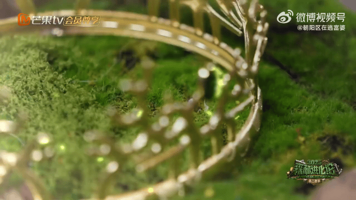 谁家综艺里全是冠军啊森林进化论2025 真正的巅峰赛开始了！感觉每一步都会是名场